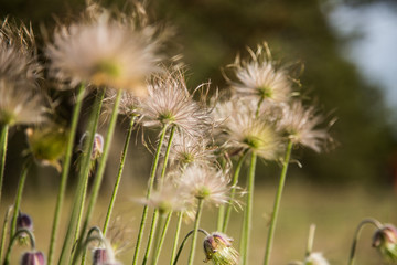 Obraz premium Beautiful white flowers in natural habitat