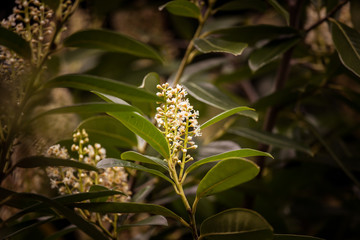 Obraz premium Beautiful white flowers in natural habitat
