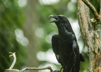 Raven