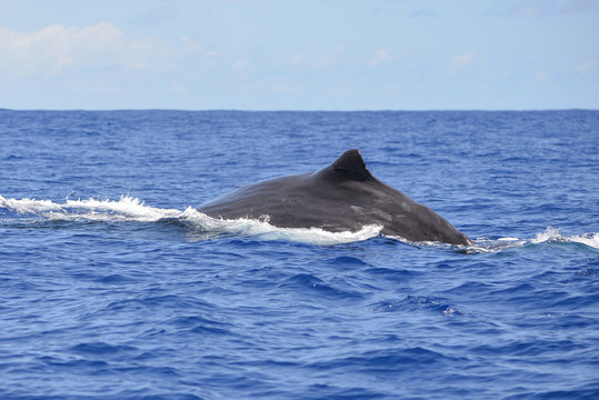 Humpback whale diving, back out of the sea 