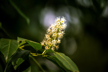Beautiful white flowers in natural habitat