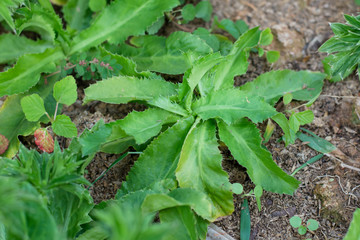 Culantro, Long coriander, Sawtooth coriander, Parsley on the soi