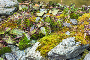 Moss on stone wall in autumn