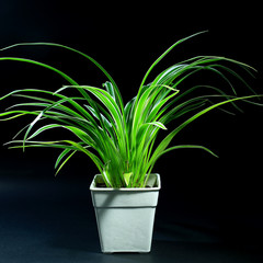 indoor plants in plastic pot on black background