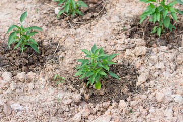 Pepper seedling plant in soil