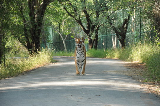 Tiger In Bannerghatta National Park