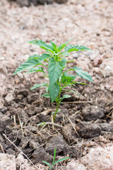 Pepper seedling plant in soil