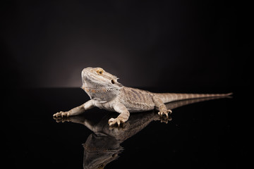 Dragon lizard isolated