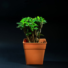 Obraz premium indoor plants in plastic pot on black background
