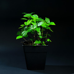indoor plants in plastic pot on black background