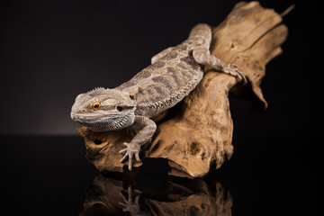 Dragon lizaard on a root