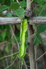 Winged Bean (Princess bean or asparagus pea) on tree,Psophocarpu