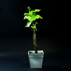 indoor plants in plastic pot on black background