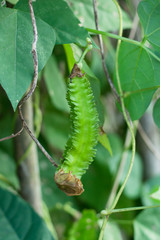 Winged Bean (Princess bean or asparagus pea) on tree,Psophocarpu