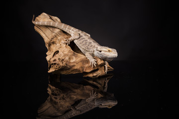 Dragon lizaard on a root