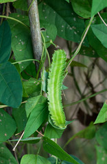 Winged Bean (Princess bean or asparagus pea) on tree,Psophocarpu