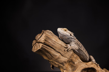 Dragon lizaard on a root