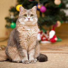 Portrait of a cat on blurred background with Christmas tree and glowing garland 