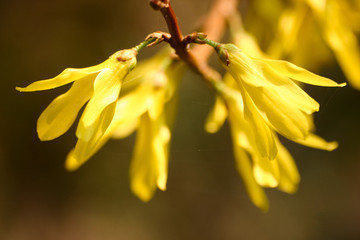 Fototapeta premium Beautiful yellow flowers in natural habitat