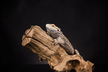 Dragon lizaard on a root