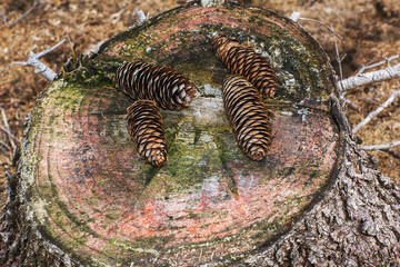 two pine cone on a cracked tree stump