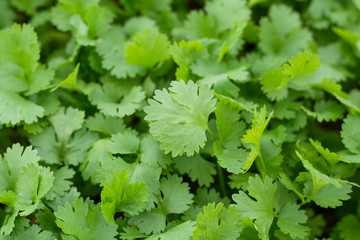 Health benefits of coriander. Coriander is loaded with antioxida