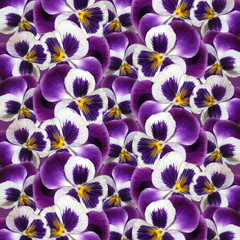 Fototapety  Piękne kwiatowe tło fioletowych bratków