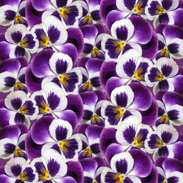 Fototapeta Beautiful floral background of purple pansies 