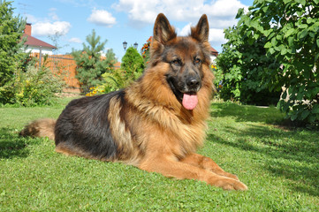 German Shepherd Guarding the House