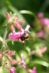 Beautiful pink flowers in natural habitat