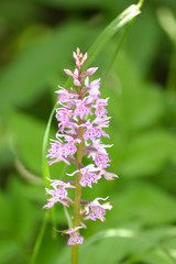 Beautiful pink flowers in natural habitat