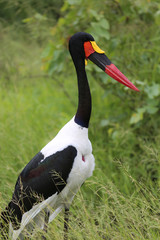 Saddle billed stork standing in the green African savanna, facing, Kruger National Park, South Africa