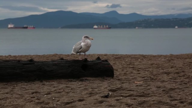 Seagull sutting tree log