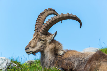 Natural alpine ibex sitting in meadow
