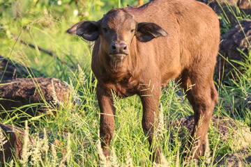 Close shot of an African buffalo calf in the savanna, Kruger National Park, South Africa