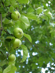 Frische Äpfel am Baum