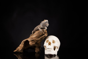 Dragon lizard with human skull