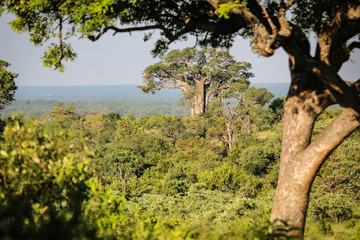 Fototapeta premium View over the African bush with Baobab trees, Kruger National Park, South Africa