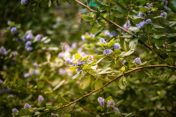 Beautiful blue flowers in natural habitat