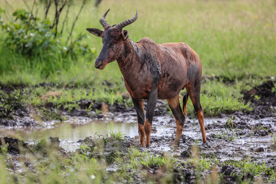 Rare Tsessebe antelope standing in a mudhole Kruger National Park, South Africa