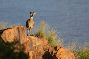 Klipspringer on a rock at the slopes of a river in Kruger National Park, South Africa