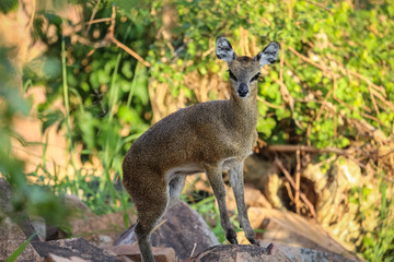 Klipspringer in rocky area, Kruger National Park, South Africa