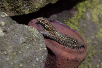 Viviparous Lizard (Zootoca Vivipara)/Common Lizard basking on rusted tin can embedded in stone wall