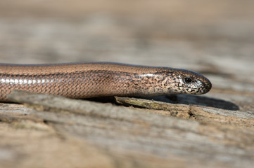 Slow Worm (Anguis Fragilis)/Close up of Slow Worm