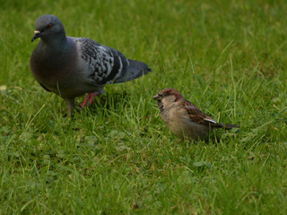 duo animalier de choc