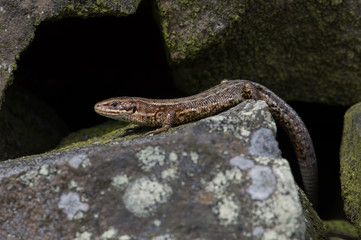 Viviparous Lizard (Zootoca Vivipara)/Common Lizard basking on lichen covered stone wall