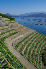 遊子水荷浦の段畑　愛媛県宇和島市