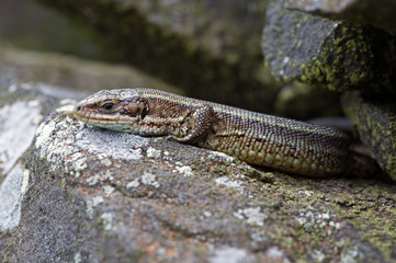 Viviparous Lizard (Zootoca Vivipara)/Common Lizard basking on lichen covered stone wall