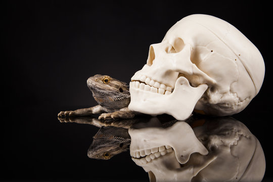 Dragon lizard with human skull
