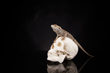 Dragon lizard with human skull